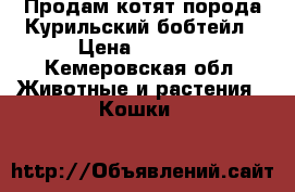 Продам котят порода Курильский бобтейл › Цена ­ 3 000 - Кемеровская обл. Животные и растения » Кошки   